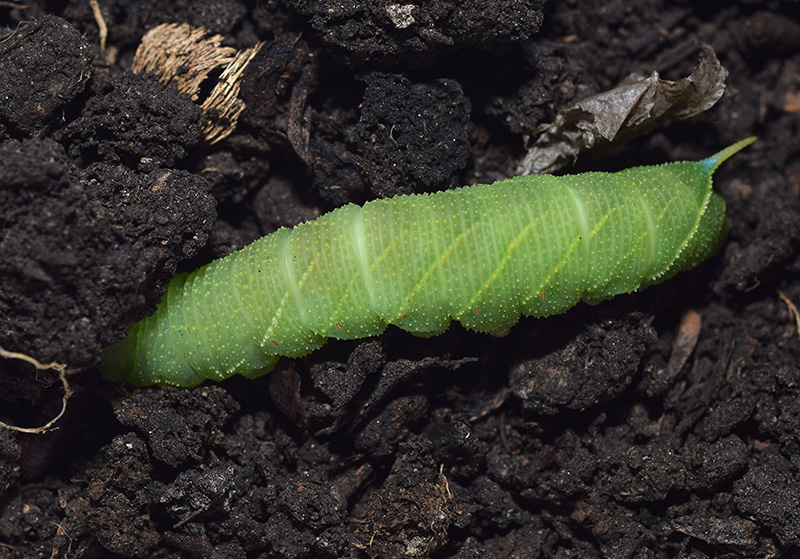 Ciclo vitale di Laothoe populi, Sphingidae